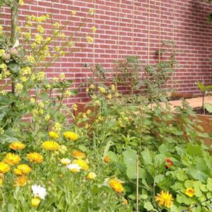 buurttuin